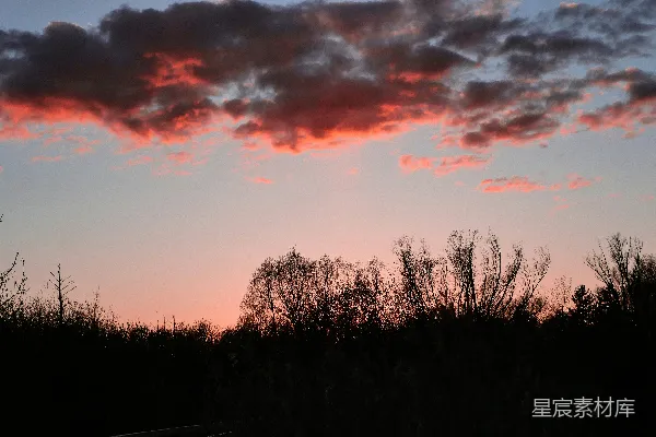 高清摄影 夕阳下树影的轮廓图，天空布满云朵。