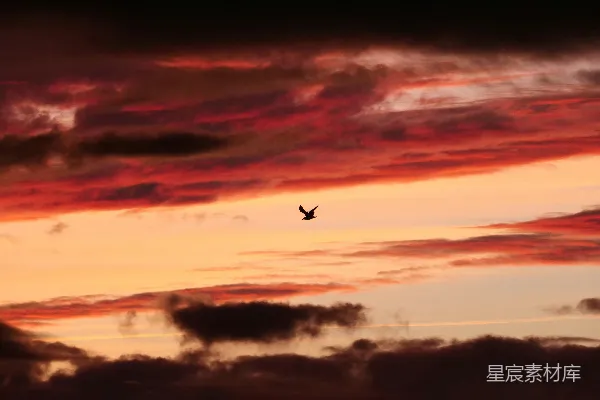 高清摄影 一只鸟飞过一片壮观的夕阳天空。