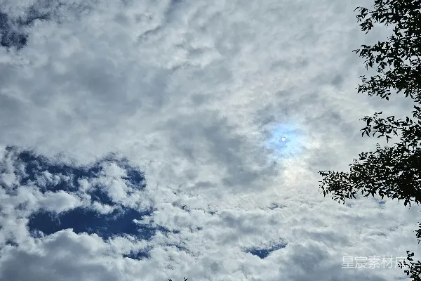 高清摄影 蓝天白云间树木交错