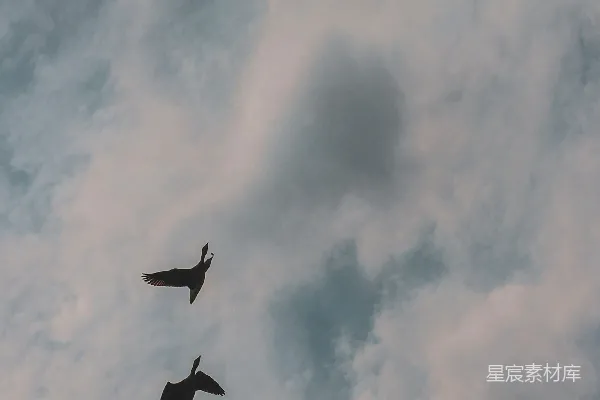 高清摄影 天空中一群鸟在飞翔