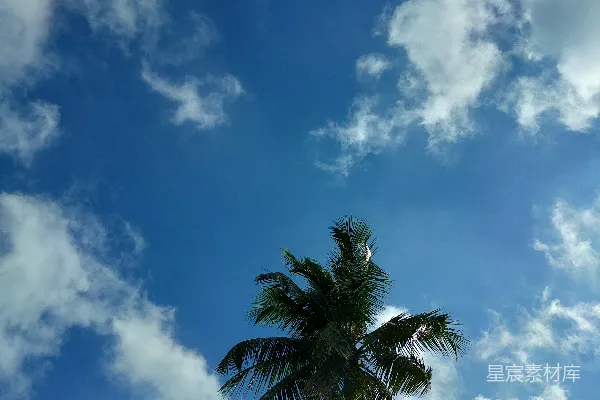 高清摄影 一棵棕榈树和天空中的几朵云