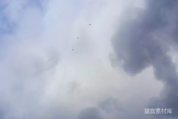 高清摄影 一群鸟在云层间飞翔