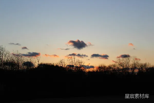 高清摄影 夕阳下的树影轮廓