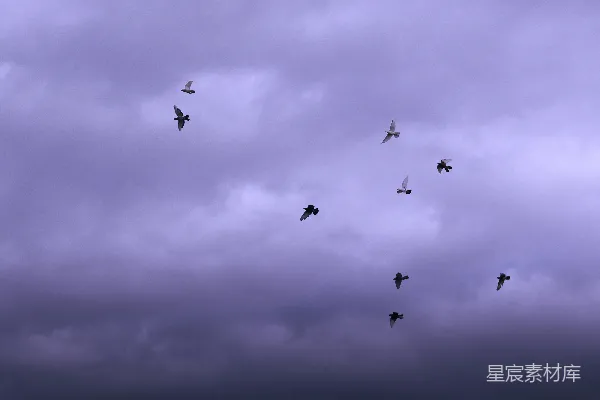 高清摄影 一群鸟在云层中的天空中飞翔