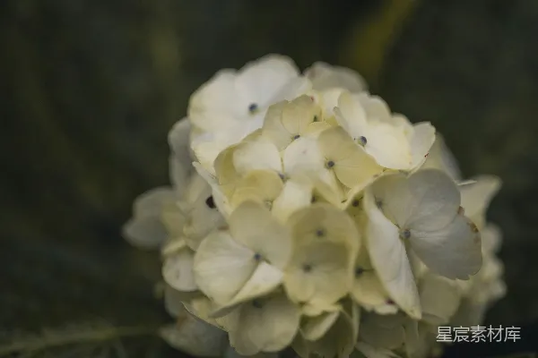 高清摄影 一朵白色的花的特写镜头，位于一片绿色的叶子上