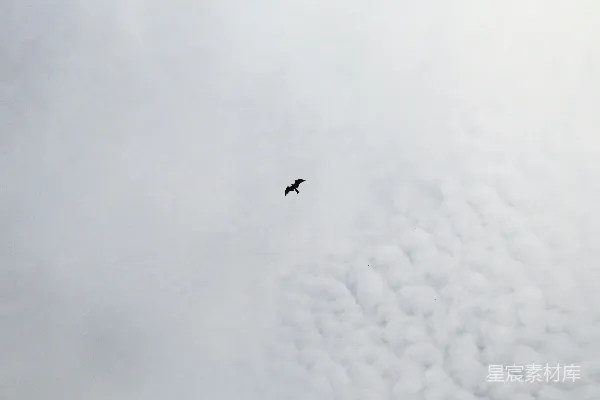 高清摄影 天空中一只鸟在高处飞翔