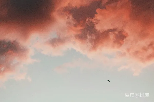 高清摄影 天空中一只鸟在日落时飞翔