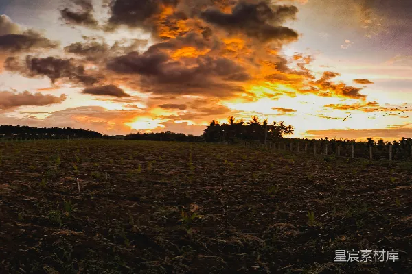 高清摄影 夕阳西下，映照着一片长满树木的田野。