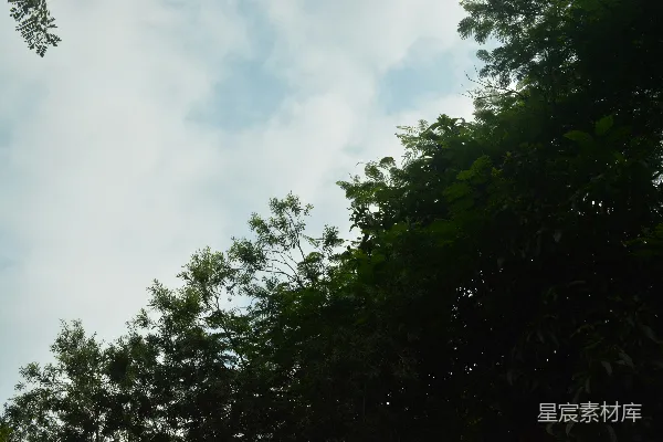 高清摄影 路障前有一些树。