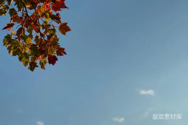 高清摄影 低角度的枫叶