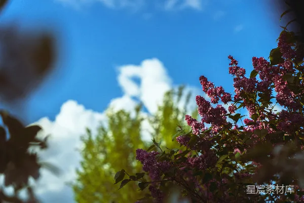 高清摄影 紫罗兰花和绿色树木在蔚蓝的天空下。
