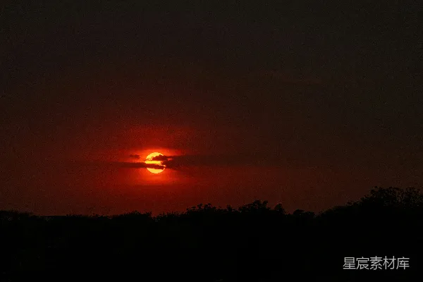 高清摄影 夕阳下的树影轮廓