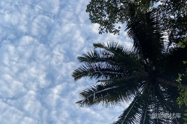 高清摄影 背景是蓝天的一棵棕榈树
