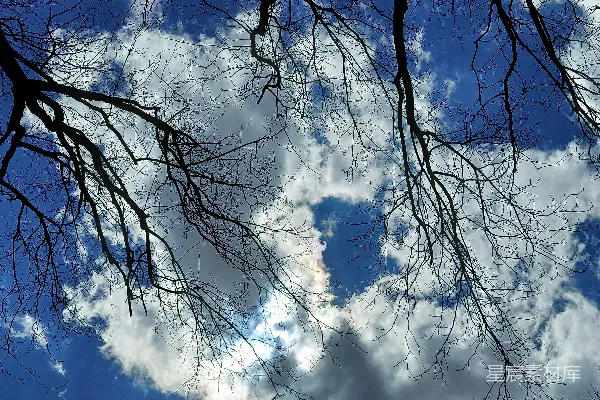 高清摄影 一棵没有叶子的树，背景是阴云密布的天空。