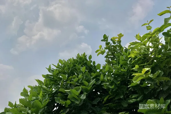 高清摄影 一群绿色植物