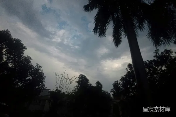 高清摄影 一棵棕榈树的轮廓映衬在阴云密布的天空中