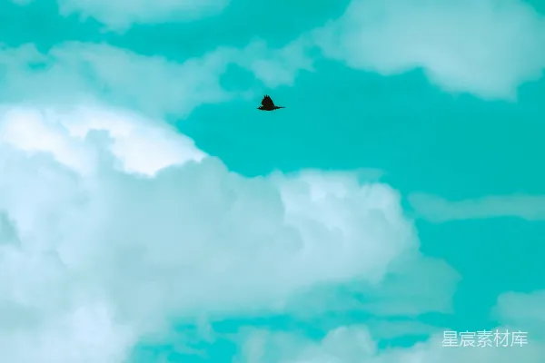 高清摄影 一只鸟在一片云层间穿梭于蔚蓝的天空中