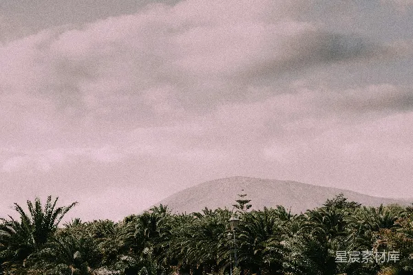 高清摄影 山脚下森林的低光照片