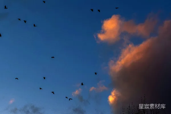 高清摄影 天空中傍晚飞翔的鸟儿