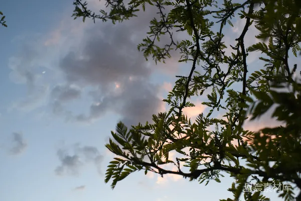 高清摄影 透过树梢看天空的景象