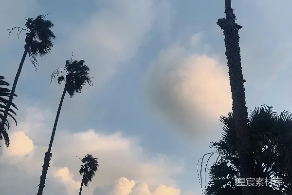 高清摄影 一群棕榈树在背景中云层密布的天空下