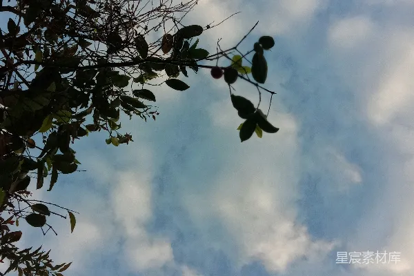 高清摄影 白天绿树下的白云蓝天