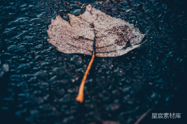 高清摄影 沥青路面上的棕色落叶