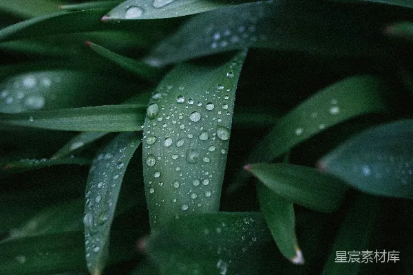 高清摄影 草上的露珠