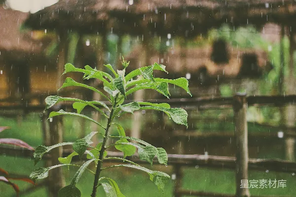 高清摄影 绿色植物