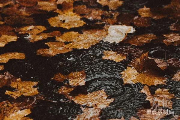 高清摄影 枫叶上的水波纹