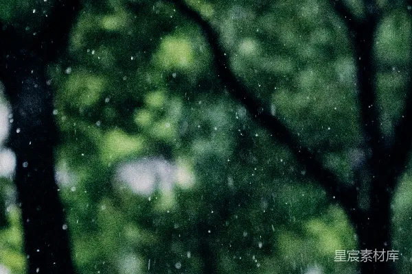 高清摄影 路旁的一棵绿树