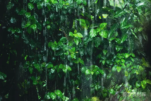 高清摄影 雨中一棵繁叶茂密的绿树