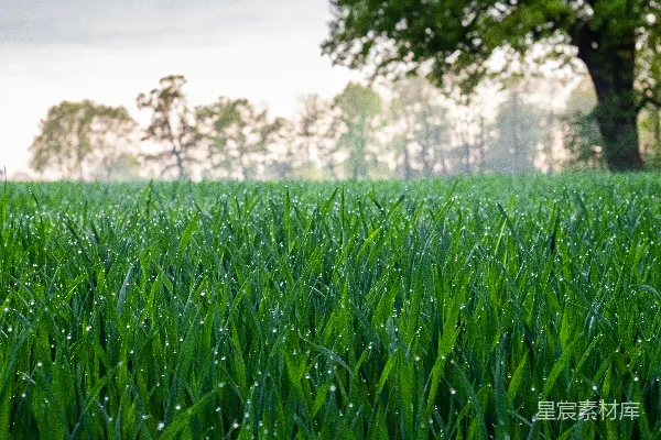 高清摄影 白天绿草 fields