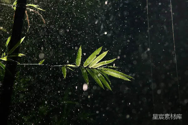 高清摄影 一幅竹树在雨中的画面