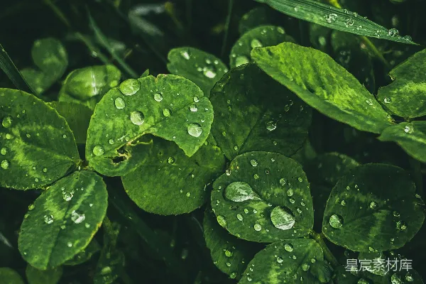 高清摄影 绿叶上的水珠