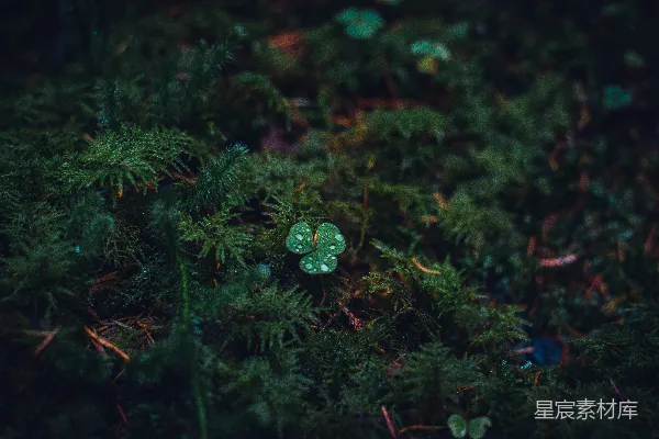 高清摄影 一棵植物的特写镜头，叶片为绿色。