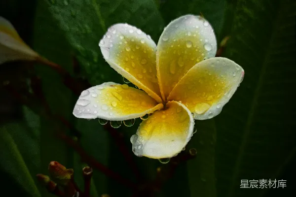 高清摄影 一朵带有水珠的黄白相间的花朵