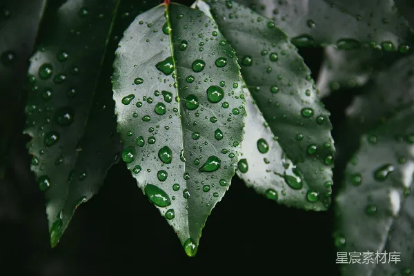 高清摄影 绿叶上滴落的雨珠