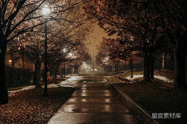 高清摄影 夜间道路上方有树木遮挡的景象