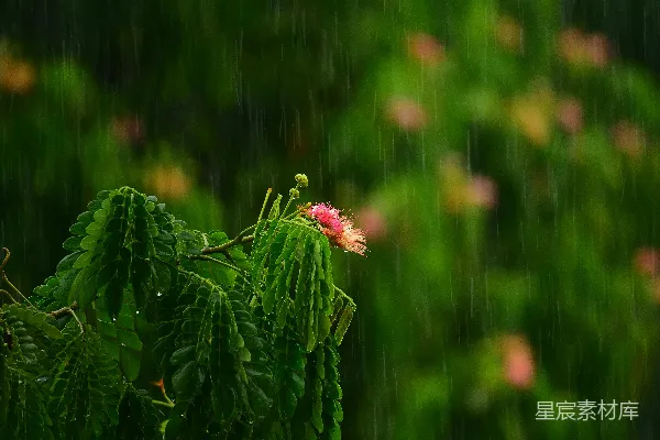 高清摄影 绿叶中的红花