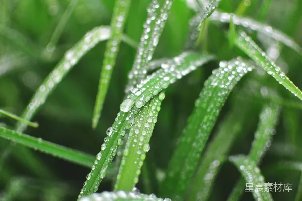 高清摄影 线叶上细小水珠的特写照片