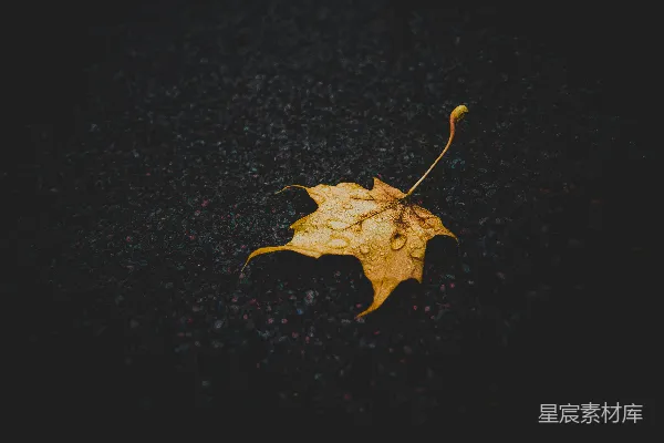 高清摄影 暴雨季节中棕色枫叶的特写摄影