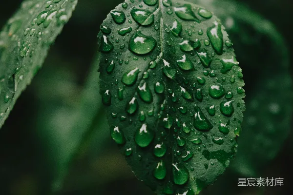 高清摄影 绿叶上的水珠
