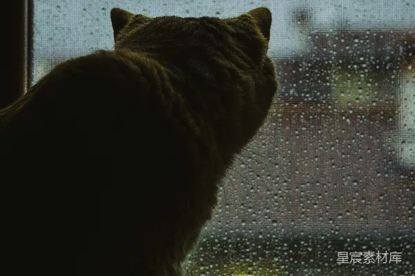 高清摄影 雨天窗外的猫咪