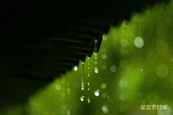 高清摄影 绿色植物上水珠的特写镜头