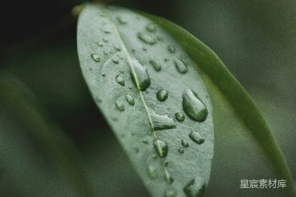 高清摄影 浅绿色叶片的聚焦