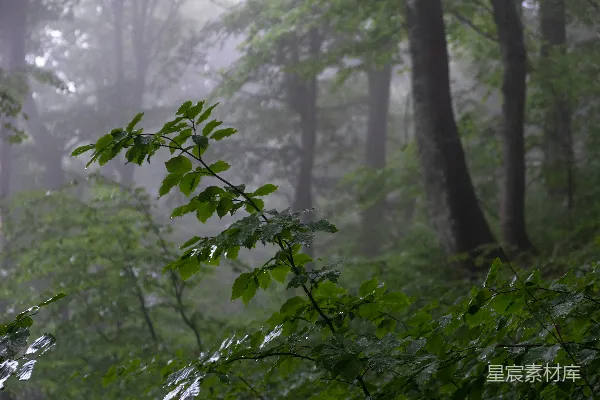 高清摄影 满是大树，树叶上覆盖着雨水的森林