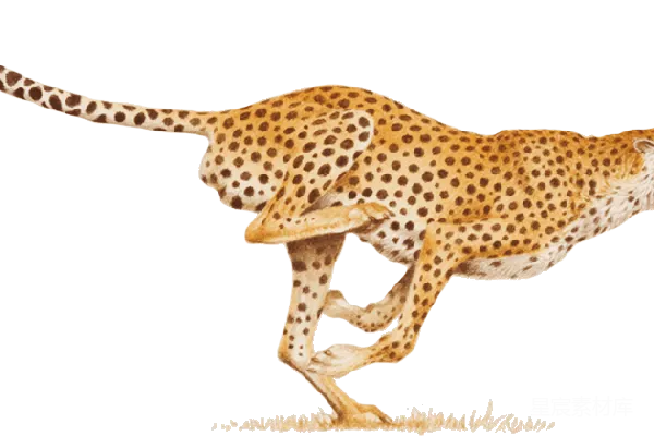 元素素材 猎豹
