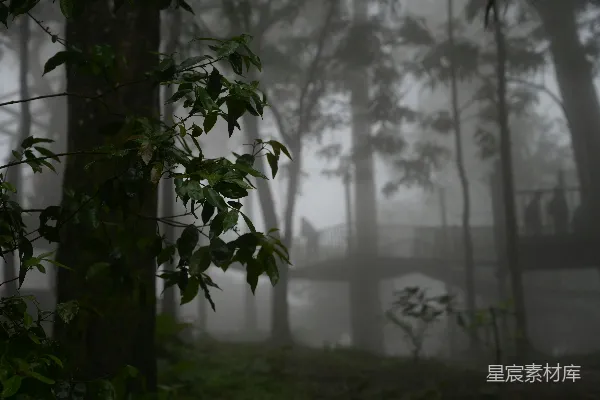 高清摄影 远处一座林间小桥的雾气弥漫森林。