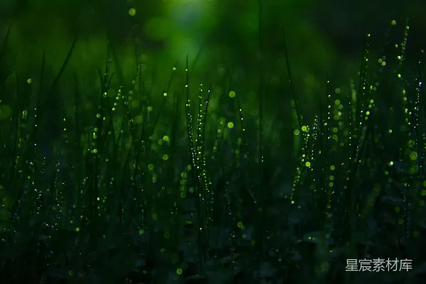 高清摄影 草的特写摄影